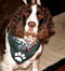 Dog Tondee